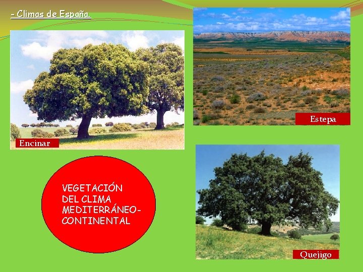 - Climas de España. Estepa Encinar VEGETACIÓN DEL CLIMA MEDITERRÁNEOCONTINENTAL Quejigo 