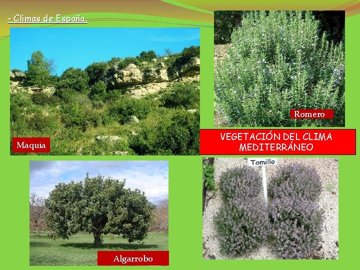 - Climas de España. Romero VEGETACIÓN DEL CLIMA MEDITERRÁNEO Maquia Algarrobo 