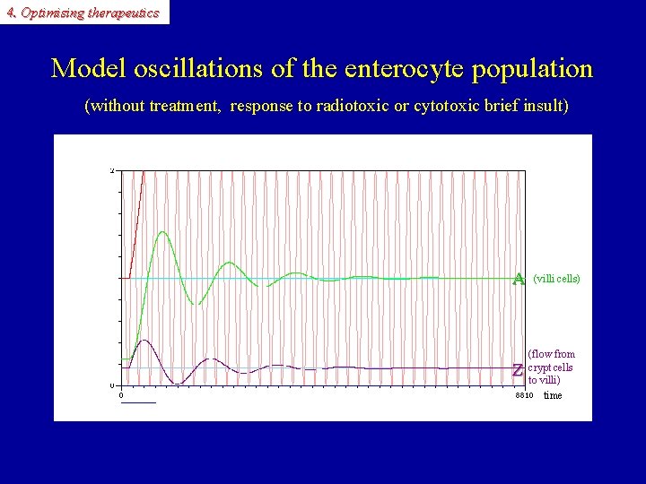 4. Optimising therapeutics Model oscillations of the enterocyte population (without treatment, response to radiotoxic