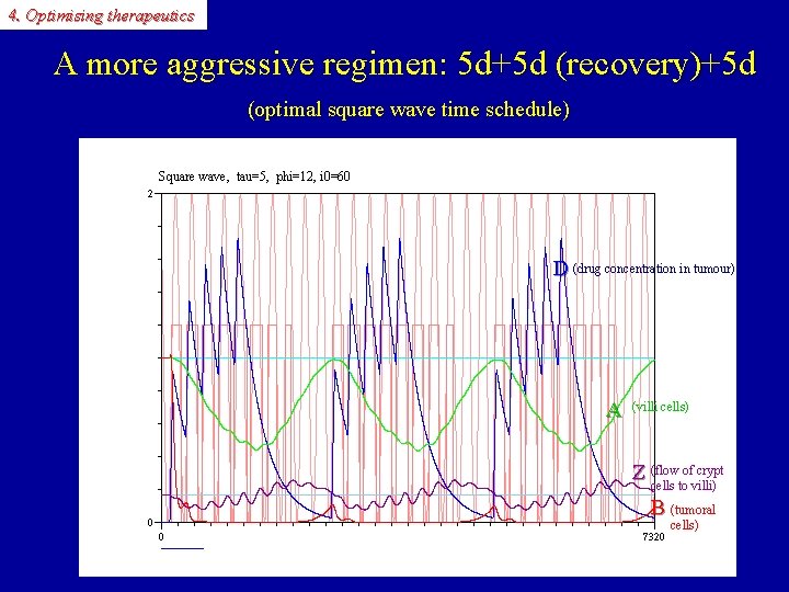 4. Optimising therapeutics A more aggressive regimen: 5 d+5 d (recovery)+5 d (optimal square