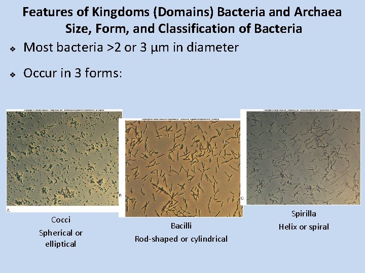 v Features of Kingdoms (Domains) Bacteria and Archaea Size, Form, and Classification of Bacteria