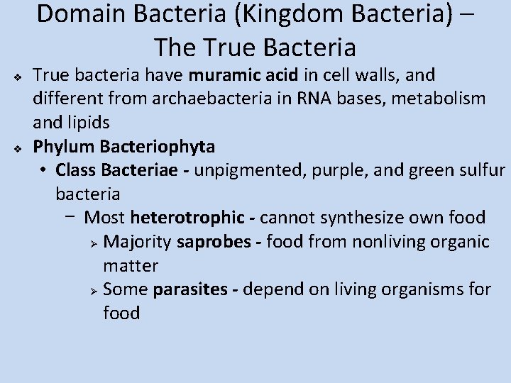 Domain Bacteria (Kingdom Bacteria) – The True Bacteria v v True bacteria have muramic