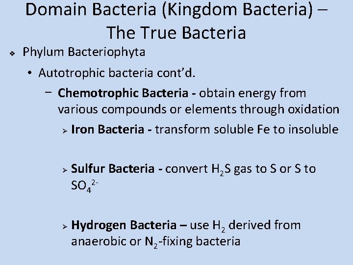Domain Bacteria (Kingdom Bacteria) – The True Bacteria v Phylum Bacteriophyta • Autotrophic bacteria