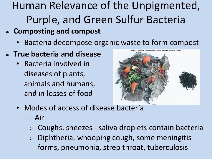 Human Relevance of the Unpigmented, Purple, and Green Sulfur Bacteria v v Composting and