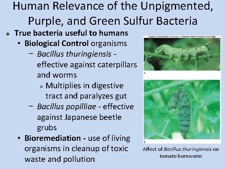 Human Relevance of the Unpigmented, Purple, and Green Sulfur Bacteria v True bacteria useful