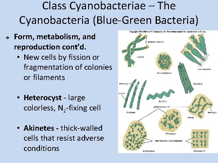 Class Cyanobacteriae – The Cyanobacteria (Blue-Green Bacteria) v Form, metabolism, and reproduction cont’d. •