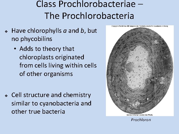 Class Prochlorobacteriae – The Prochlorobacteria v v Have chlorophylls a and b, but no