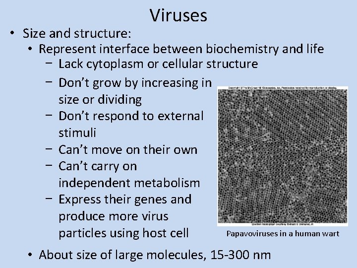 Viruses • Size and structure: • Represent interface between biochemistry and life − Lack