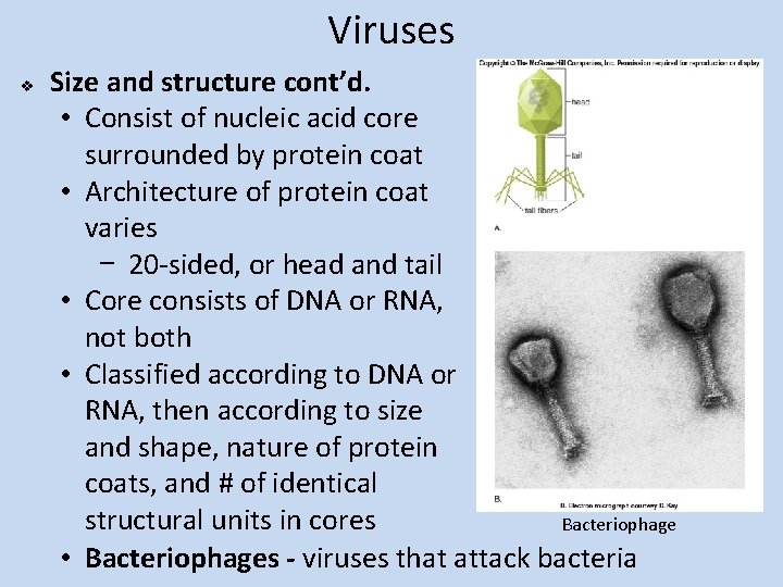 Viruses v Size and structure cont’d. • Consist of nucleic acid core surrounded by
