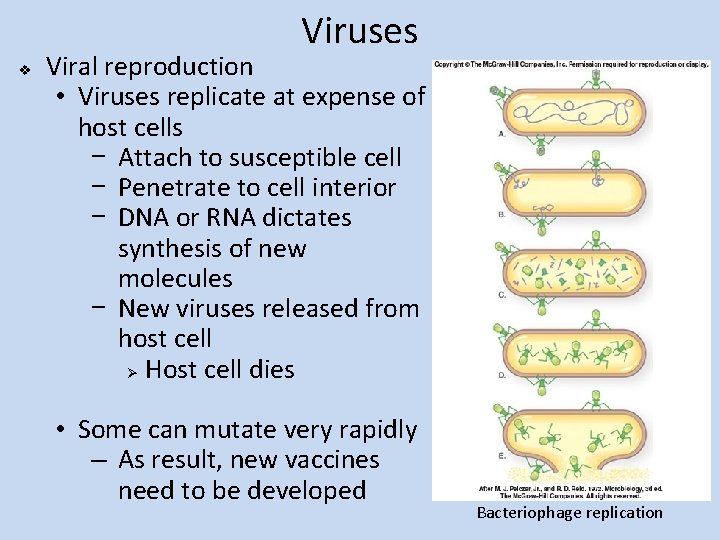 Viruses v Viral reproduction • Viruses replicate at expense of host cells − Attach