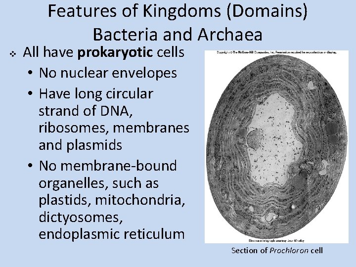 Features of Kingdoms (Domains) Bacteria and Archaea v All have prokaryotic cells • No