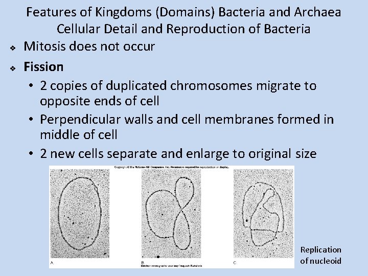 v v Features of Kingdoms (Domains) Bacteria and Archaea Cellular Detail and Reproduction of