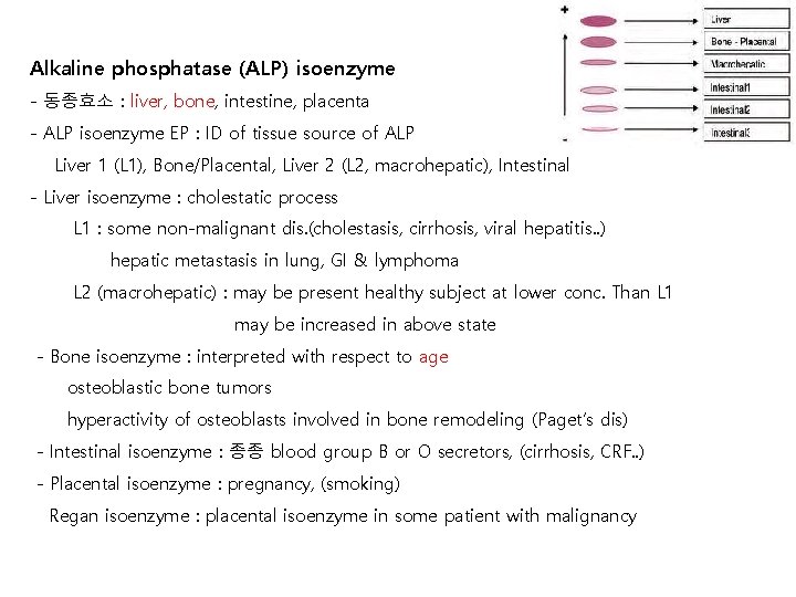 Alkaline phosphatase (ALP) isoenzyme - 동종효소 : liver, bone, intestine, placenta - ALP isoenzyme