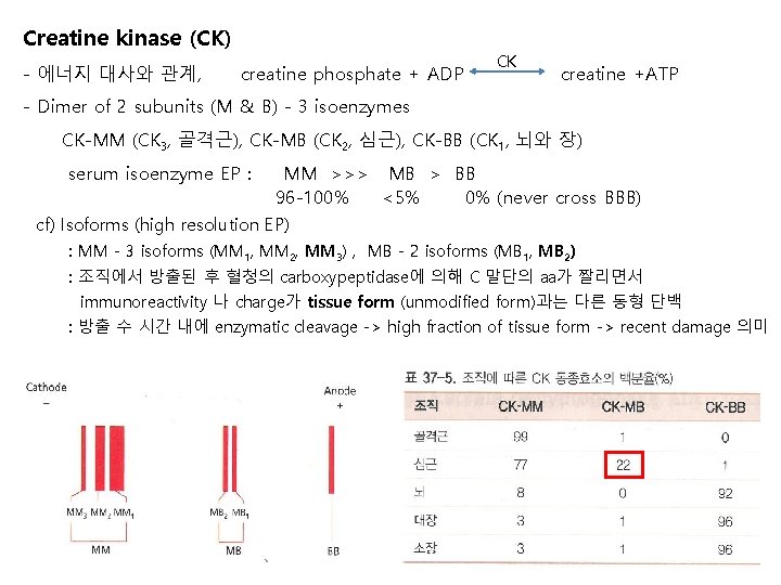 Creatine kinase (CK) - 에너지 대사와 관계, creatine phosphate + ADP CK creatine +ATP