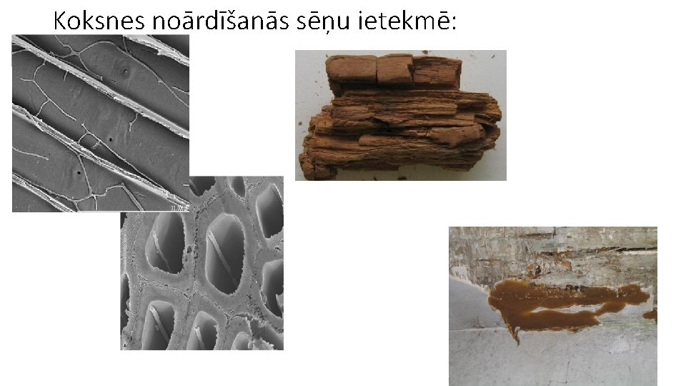 Koksnes noārdīšanās sēņu ietekmē: 