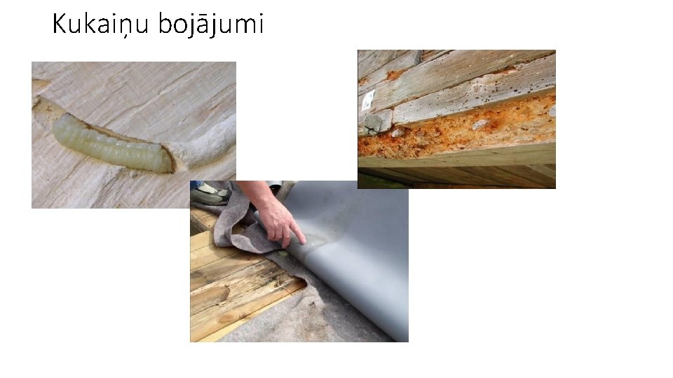 Kukaiņu bojājumi 