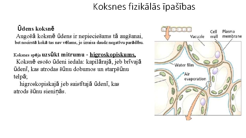 Koksnes fizikālās īpašības Ūdens koksnē Augošā koksnē ūdens ir nepieciešams tā augšanai, bet nocirstā