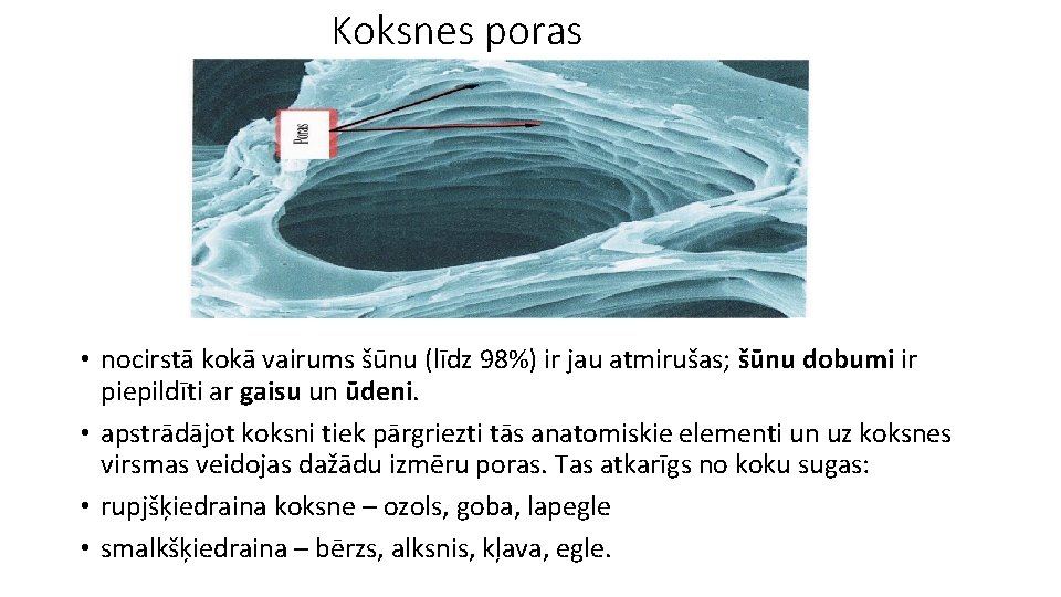 Koksnes poras • nocirstā kokā vairums šūnu (līdz 98%) ir jau atmirušas; šūnu dobumi