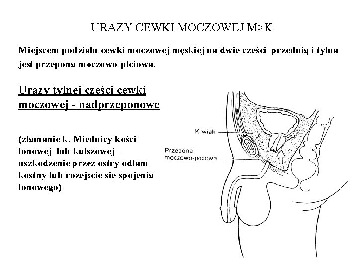 URAZY CEWKI MOCZOWEJ M>K Miejscem podziału cewki moczowej męskiej na dwie części przednią i