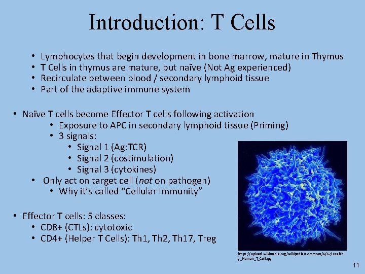 Introduction: T Cells • • Lymphocytes that begin development in bone marrow, mature in