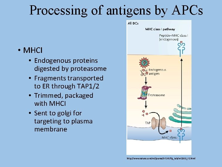 Processing of antigens by APCs • MHCI • Endogenous proteins digested by proteasome •