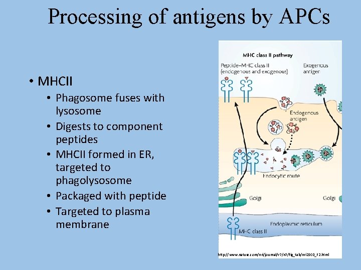 Processing of antigens by APCs • MHCII • Phagosome fuses with lysosome • Digests