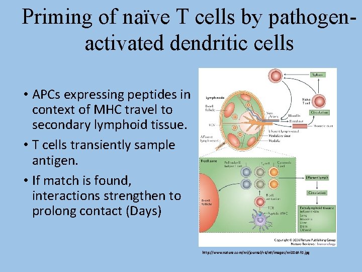 Priming of naïve T cells by pathogenactivated dendritic cells • APCs expressing peptides in