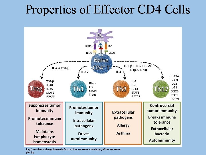 Properties of Effector CD 4 Cells http: //www. frontiersin. org/files/Articles/102119/fimmu-05 -00276 -HTML/image_m/fimmu-05 -00276 g