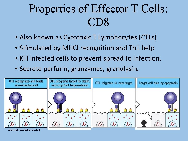 Properties of Effector T Cells: CD 8 • Also known as Cytotoxic T Lymphocytes