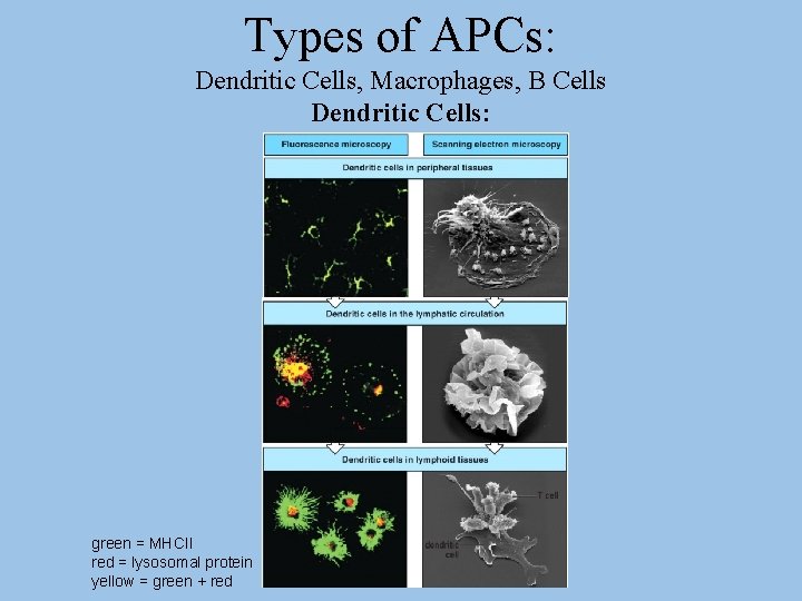 Types of APCs: Dendritic Cells, Macrophages, B Cells Dendritic Cells: green = MHCII red