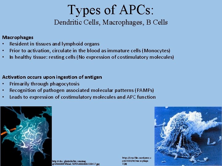 Types of APCs: Dendritic Cells, Macrophages, B Cells Macrophages • Resident in tissues and