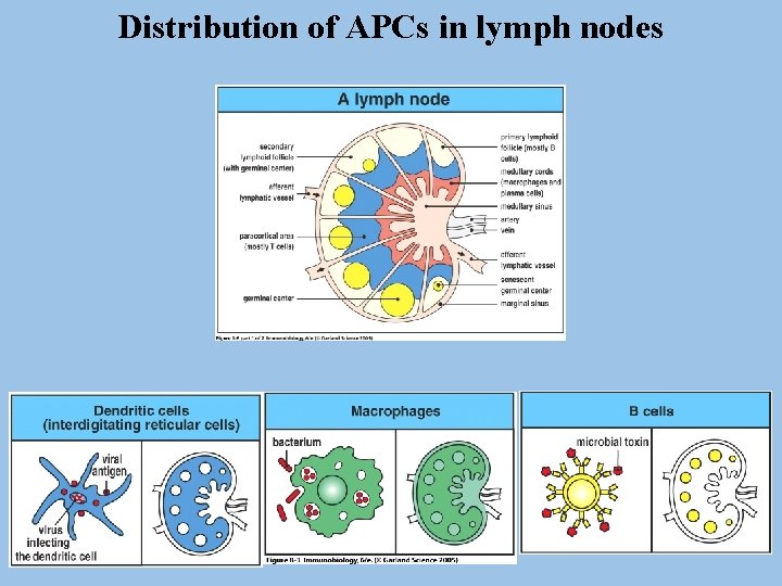 Distribution of APCs in lymph nodes 
