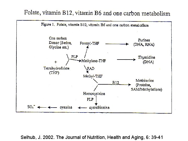 Selhub, J. 2002. The Journal of Nutrition, Health and Aging, 6: 39 -41 