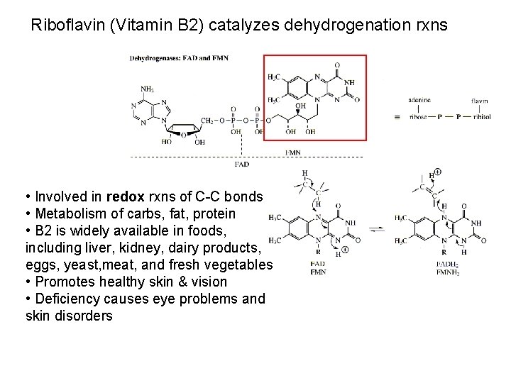 Riboflavin (Vitamin B 2) catalyzes dehydrogenation rxns • Involved in redox rxns of C-C