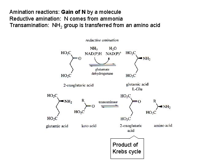 Amination reactions: Gain of N by a molecule Reductive amination: N comes from ammonia