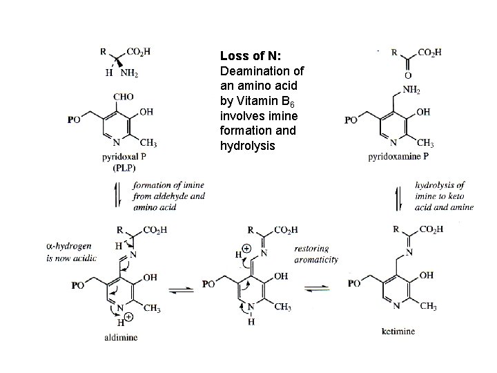 Loss of N: Deamination of an amino acid by Vitamin B 6 involves imine