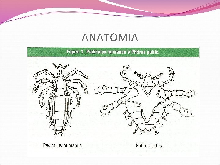 ANATOMIA 