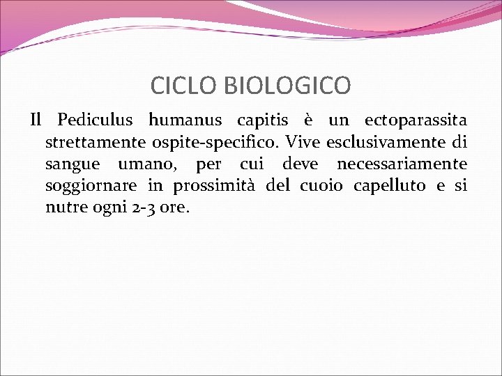 CICLO BIOLOGICO Il Pediculus humanus capitis è un ectoparassita strettamente ospite-specifico. Vive esclusivamente di