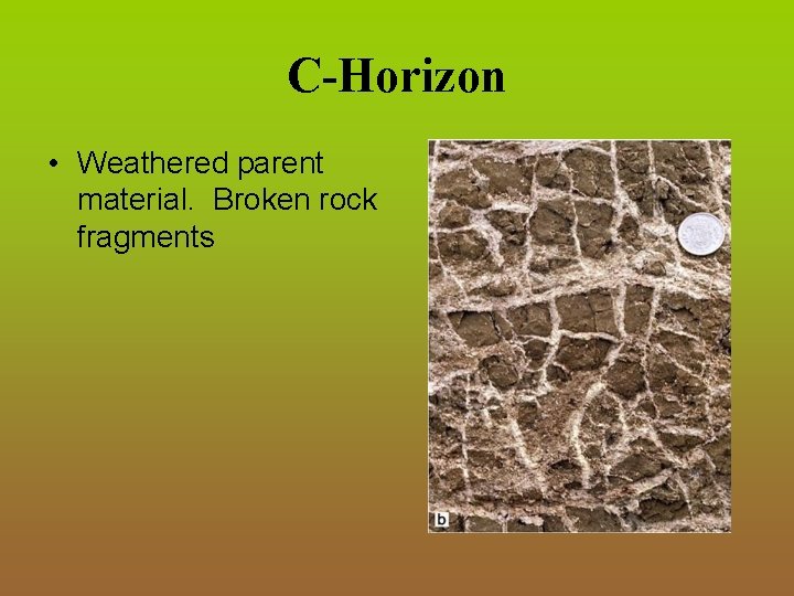 C-Horizon • Weathered parent material. Broken rock fragments 