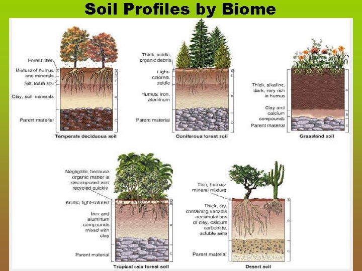 Soil Profiles by Biome 