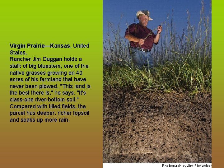 Virgin Prairie—Kansas, United States. Rancher Jim Duggan holds a stalk of big bluestem, one