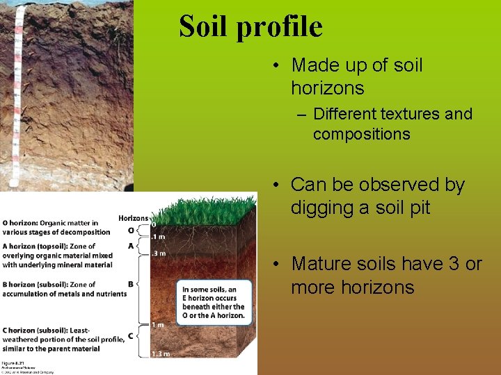 Soil profile • Made up of soil horizons – Different textures and compositions •