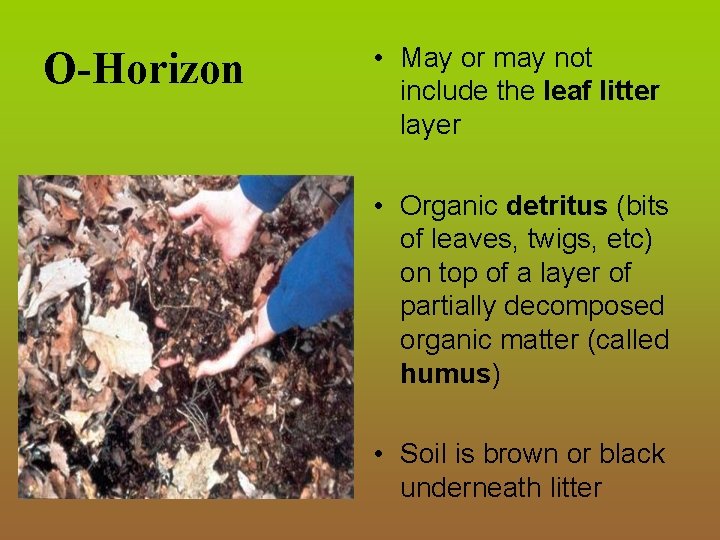 O-Horizon • May or may not include the leaf litter layer • Organic detritus