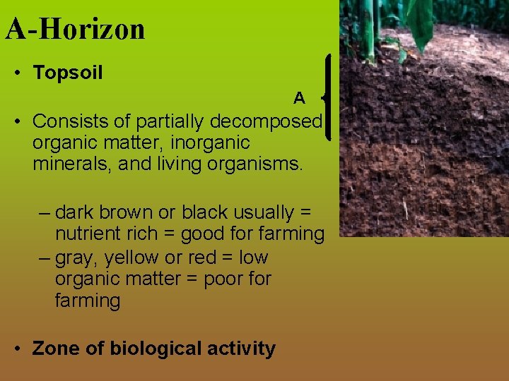 A-Horizon • Topsoil A • Consists of partially decomposed organic matter, inorganic minerals, and