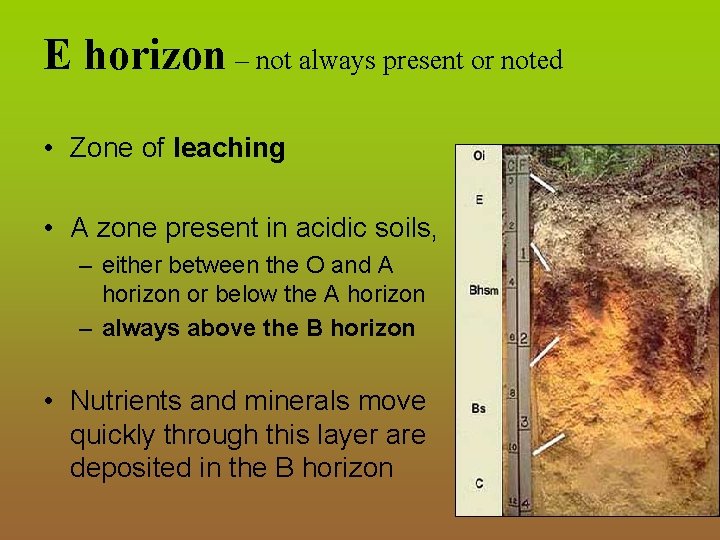 E horizon – not always present or noted • Zone of leaching • A