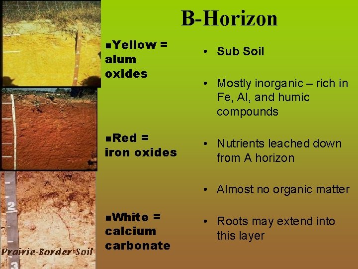 B-Horizon n. Yellow alum oxides = n. Red = iron oxides • Sub Soil