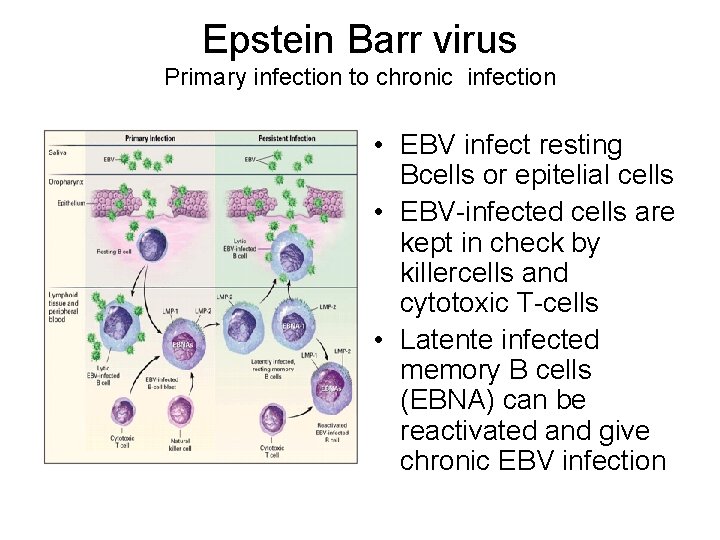 Epstein Barr virus Primary infection to chronic infection • EBV infect resting Bcells or