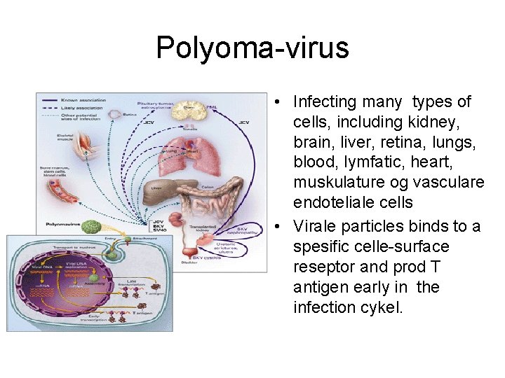 Polyoma-virus • Infecting many types of cells, including kidney, brain, liver, retina, lungs, blood,