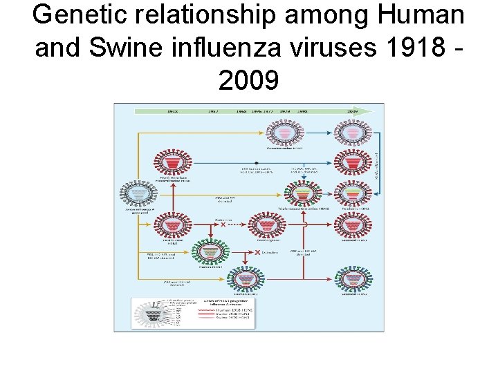 Genetic relationship among Human and Swine influenza viruses 1918 2009 