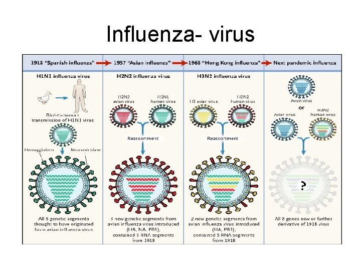 Influenza- virus 